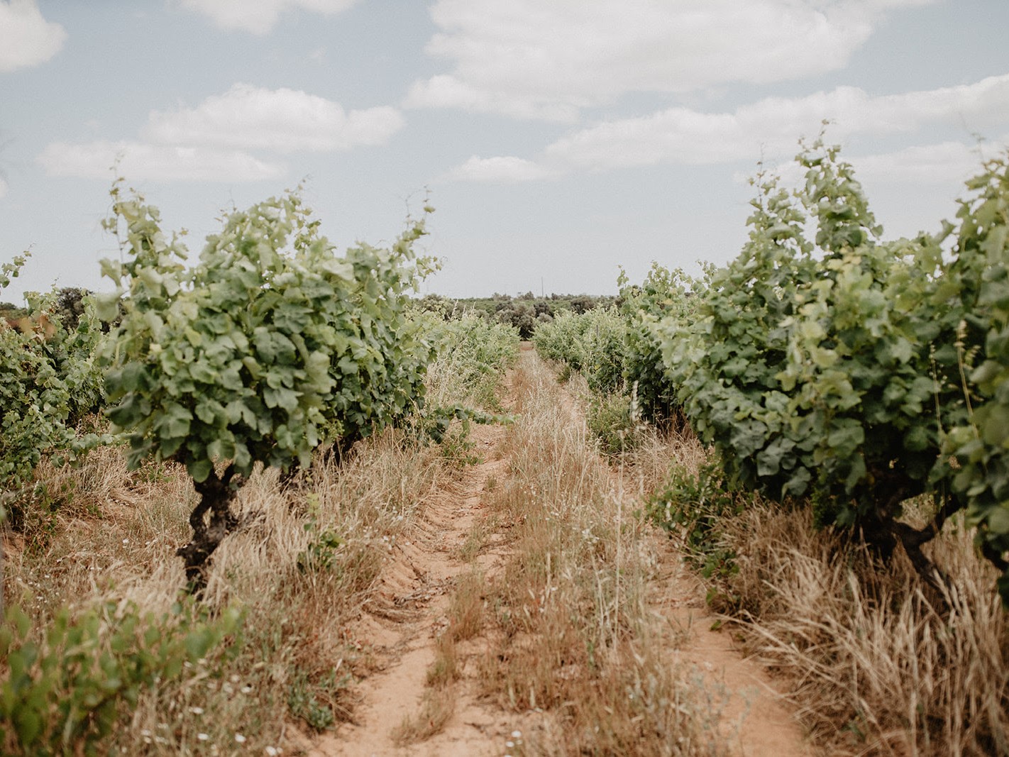 camp-nao-festival-vinhas-algarvias-gerador